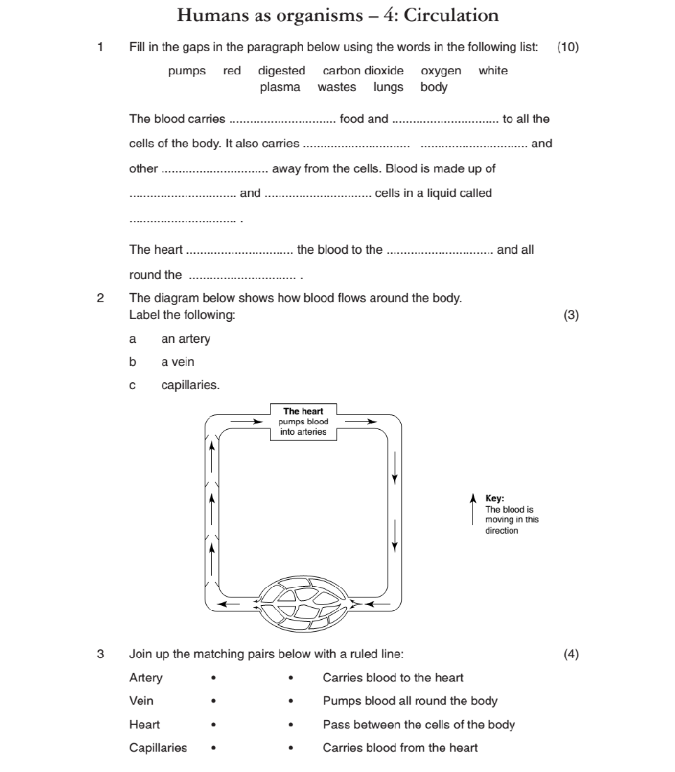 Circulatory System Worksheet Answers