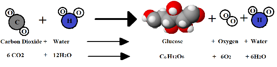 What is an equation that represents photosynthesis?