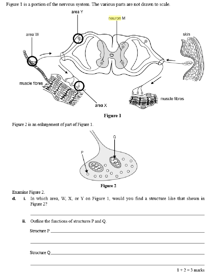 30-neuron-label-worksheet-labels-for-your-ideas