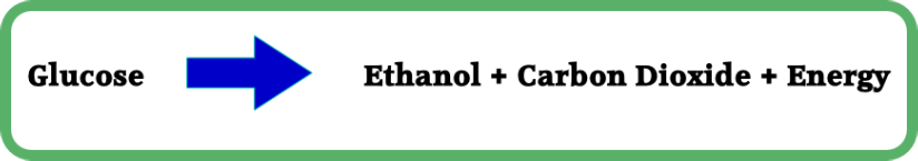 word equation for anaerobic respiration in yeast