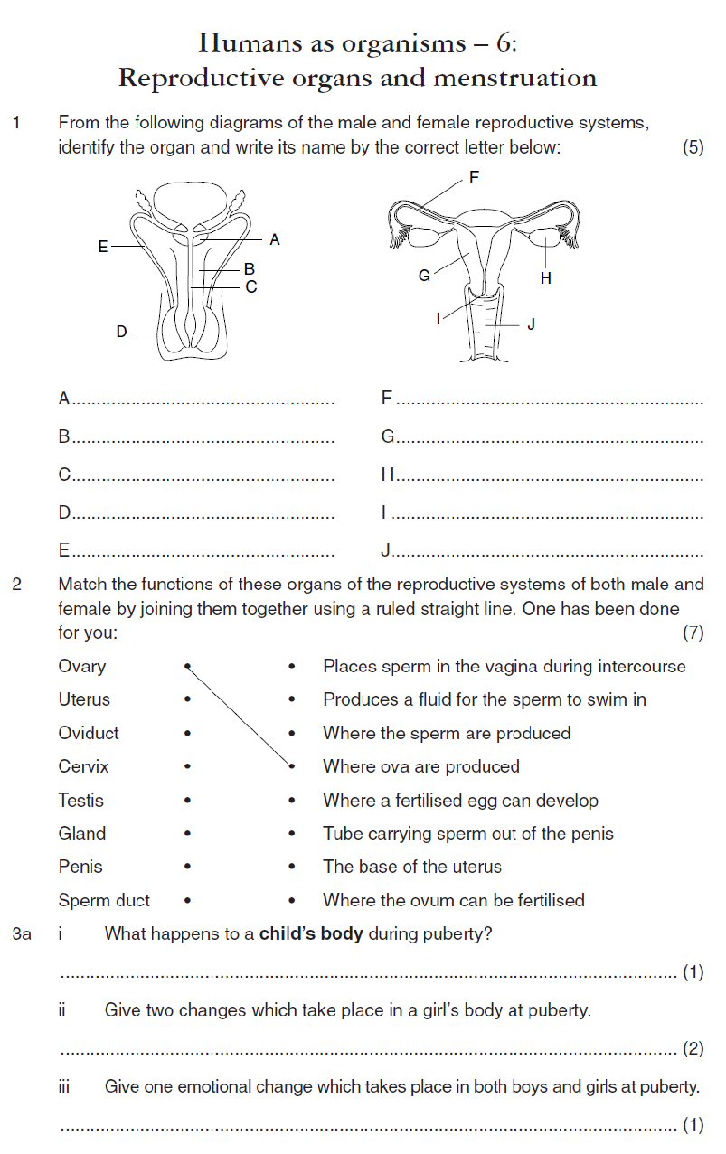 Reproductive System worksheet