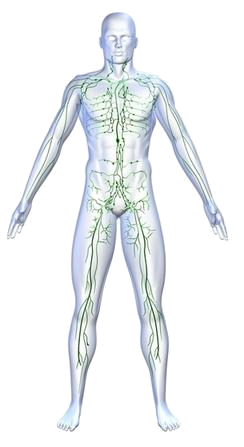 Lymphatic system