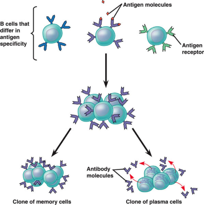 presentation is essential for the activation and clonal selection of