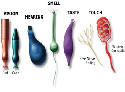 nerve cell