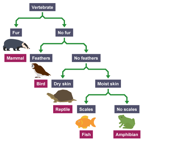 Dichotomous Key Chart