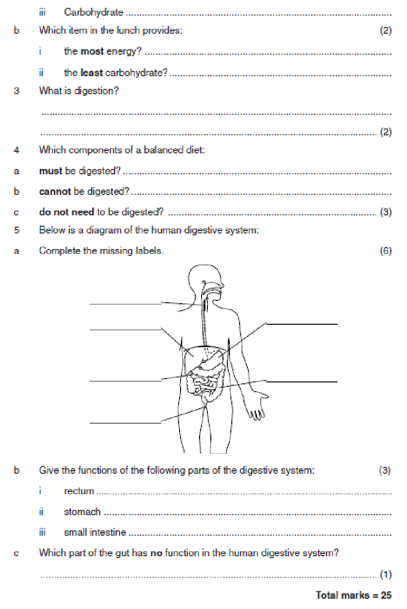 Digestion Worksheet