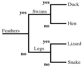 Duck Classification Chart