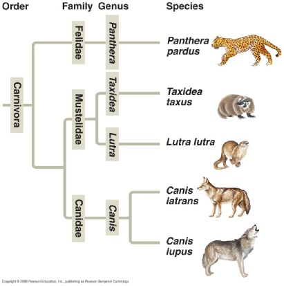 Bengal Tiger Classification Chart