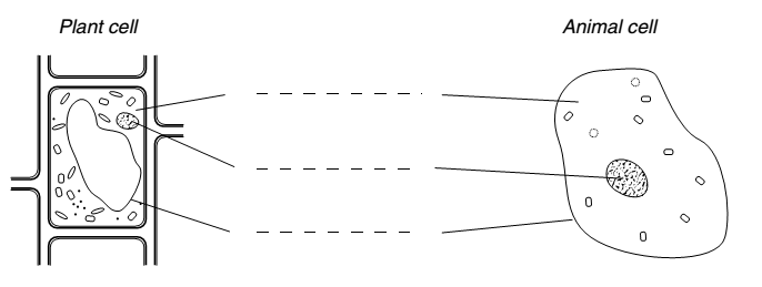 year 7 cells worksheet