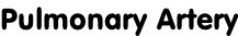Pulmonary Artery