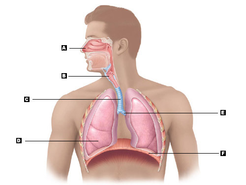 respiratory system without labels